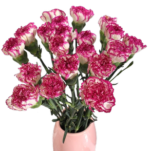 康乃馨云南批发送妈妈送老师长辈家养鲜切花速递家庭花瓶插花