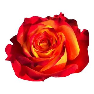 切花火焰月季大苗多季淡香大花阳台盆栽带花庭院植物玫瑰花卉勤花