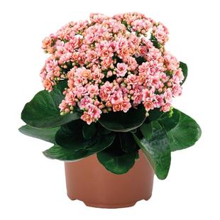 新品长寿花蟠桃柠檬水果糖大花重瓣带花苞室内开花多肉盆栽带花盆