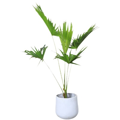 网红蒲葵植物棕榈树绿植四季长青