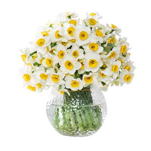 【带花瓶水仙鲜切花】现摘漳州水仙花种球花枝带花苞新鲜花束室内