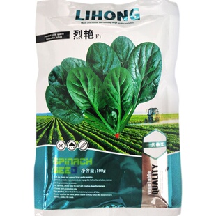 菠菜种子大叶农家四季秋冬种籽耐寒耐热蔬菜种盆栽小叶波菜种孑子