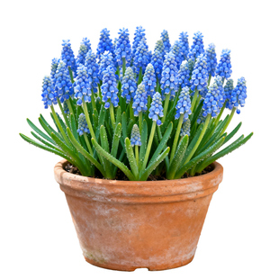 【进口】荷兰葡萄风信子盆栽花苗带花苞室内外阳台庭院花卉绿植物