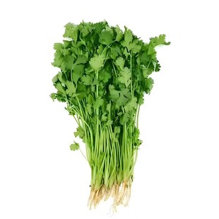 【新种】耐热四季速生香菜种子三天出大叶芫荽种籽农家阳台盆栽