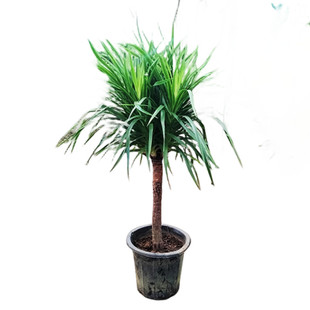 龙须树大型绿植多头龙血树彩铁千年木盆栽室内黑珍珠客厅花卉植物