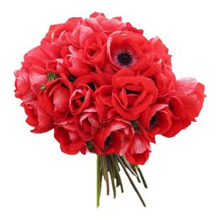 海蒂的花园旗舰店欧洲银莲花花卉盆栽苗花园庭院耐寒开花切花植物