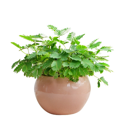 含羞草窗台阳台趣味花卉