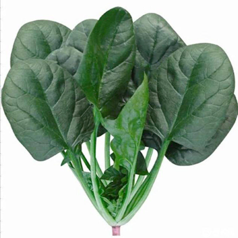 速生大叶菠菜种子红根圆叶菠菜籽优质厚叶四季蔬菜种子耐寒热高产