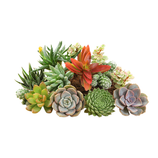 大型多肉观音莲 多头群生老桩 大红卷娟长生草易爆盆新手多肉植物