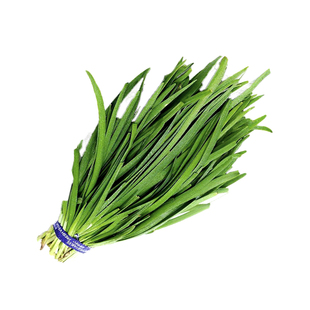 高产韭菜种子宽叶韭菜根四季蔬菜白根雪韭王四季不休眠抗寒耐低温