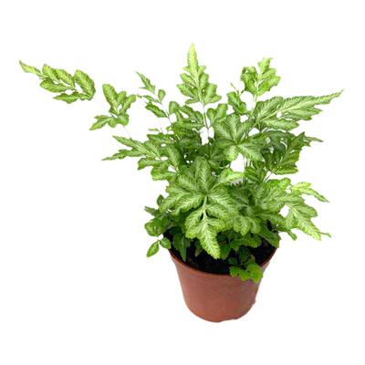 夏雪银线蕨室内外庭院观叶植物