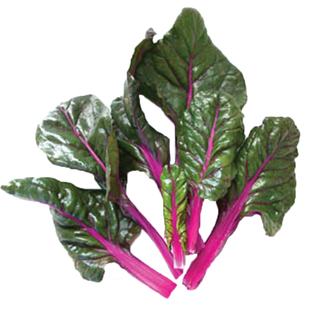 紫叶甜菜种子蔬菜种子观光园栽培红甜菜种蔬菜种孑禾之元四季春秋