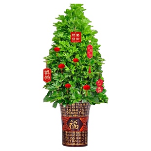 鸭脚木八方来财植物丛生盆栽客厅绿植室内外大型花卉树苗四季好养