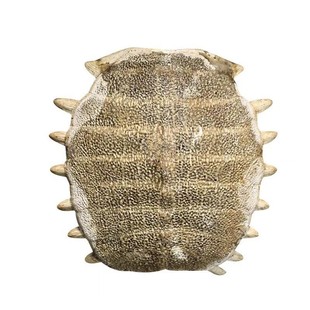 正品生鳖甲中药材另售炙鳖甲生鳖壳鳖甲鳖甲壳鳖甲可磨粉泡水泡茶