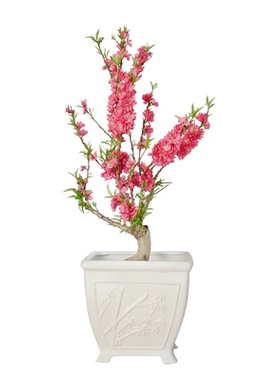 花果两赏植物寿星桃盆栽耐寒好养