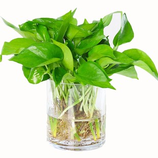 绿萝盆栽室内高颜值花净化空气植物花卉水培绿植吊兰长藤大叶绿箩