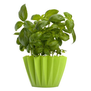 食用九层塔籽柠檬罗勒种子甜罗勒盆栽籽薄荷罗勒叶四季阳台种籽孑