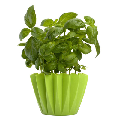 食用九层塔籽柠檬罗勒种子四季