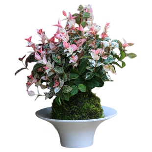 花叶络石水培植物苔藓球茶室办公室阳台桌面盆栽爬藤植物好养盆栽