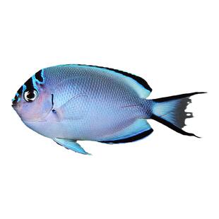 蓝宝蓝嘴黄新娘燕尾仙黑宝马拉马克土耳其大型神仙鱼海水鱼观赏鱼