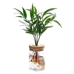 水培植物绿植室内盆栽绿萝鸭脚木竹柏客厅好养花卉办公室桌面植物