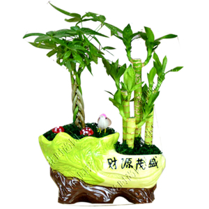辫子发财树组合富贵竹盆栽客厅植物吸甲醛室内办公室招财桌面绿植