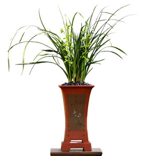 翁源兰花喜花里九华蕙兰老种大一品带花浓香好养室内绿植花卉盆栽