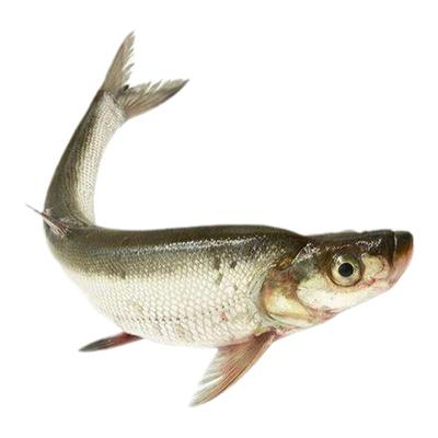 正宗千岛湖大翘嘴白条白水鱼