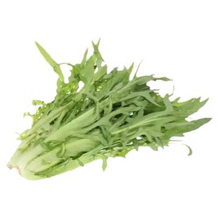 甜麦菜种籽花芽甜唛菜种子四季苦麦菜菜种苦麻菜青菜籽种蔬菜种孑