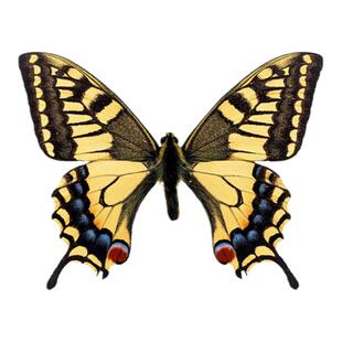 比较卡片 自闭症孤独症ABA高矮长短多少粗细儿童康复训练早教教具