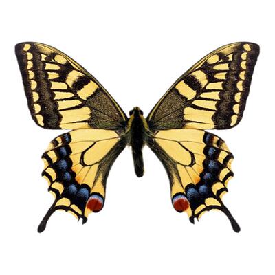 比较卡高矮长短自闭症干预训练