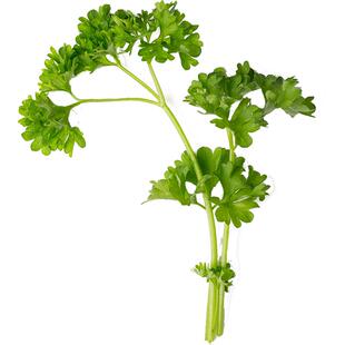 欧芹盆栽皱叶摩西小香芹新鲜四季种植香草苗芹菜西芹菜秧苗紫苏