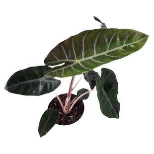 粉龙海芋萨利安斑马黑天鹅铜叶白犀牛剑叶黑魔法绿天鹅绒海芋