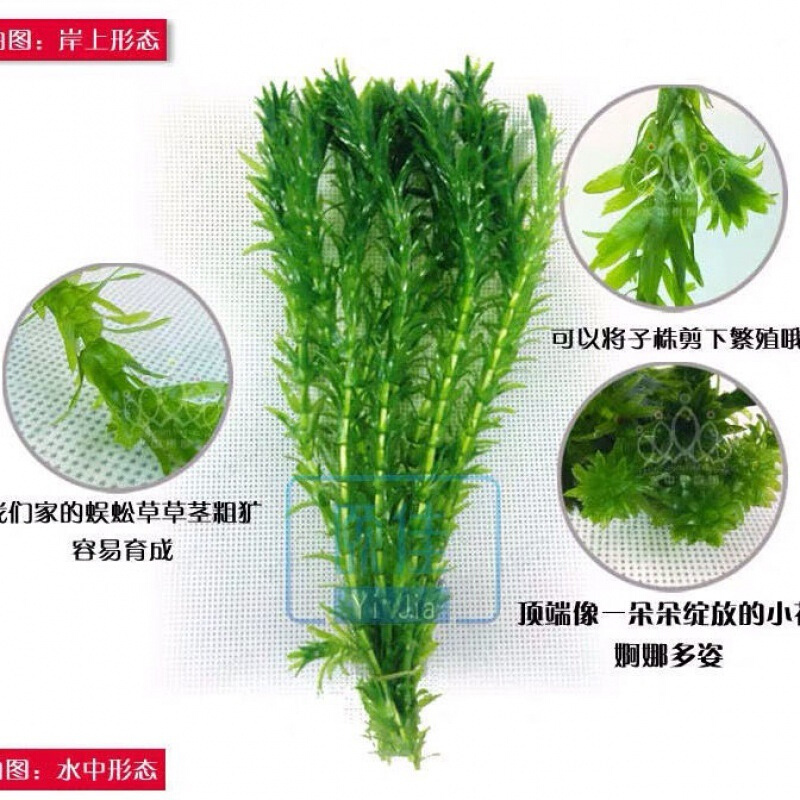 热销水草淡水草绿植物鱼缸水族箱龟缸真草养乌龟池蜈蚣草水芙蓉小