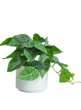 九思仿真绿植桌摆装饰自然风格