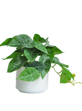 九思仿真绿植桌摆装饰自然风格