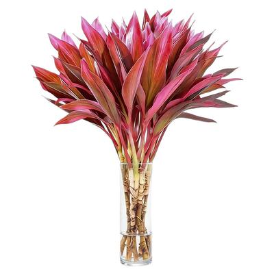 鸿运竹紫竹水培办公室内桌面绿植富贵转运竹水养带根好养懒人植物