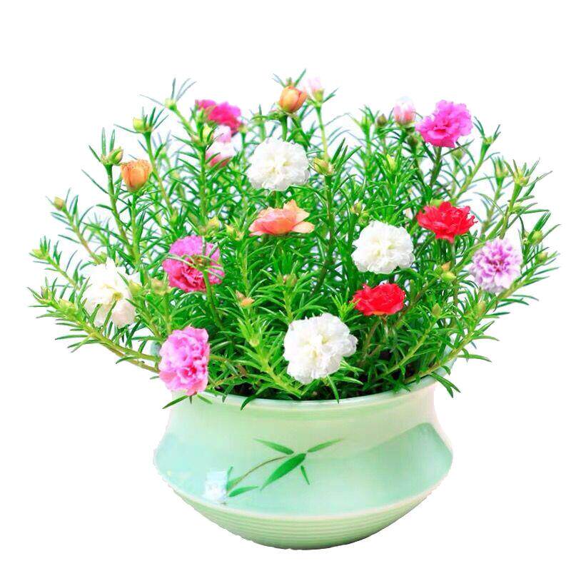 又到了种太阳花的季节了