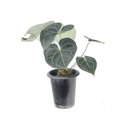 克莱恩花烛热植客厅观叶