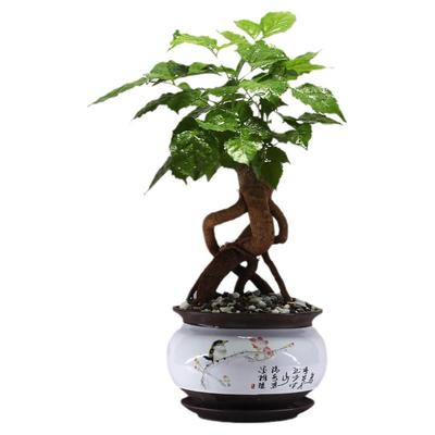 提根吸甲醛绿植幸福树造型植物