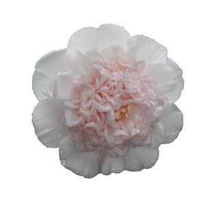 戴氏之歌茶花 盆栽扦插原生嫁接树苗水晶金边  戴维斯夫人