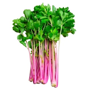 四季红香芹种籽家庭菜园阳台盆栽紫白芹红芹菜叶绿香味浓郁蔬菜种
