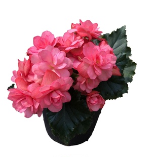 丽格海棠重瓣大花带花苞盆栽开花不断玫瑰玻璃海棠年宵花盆景