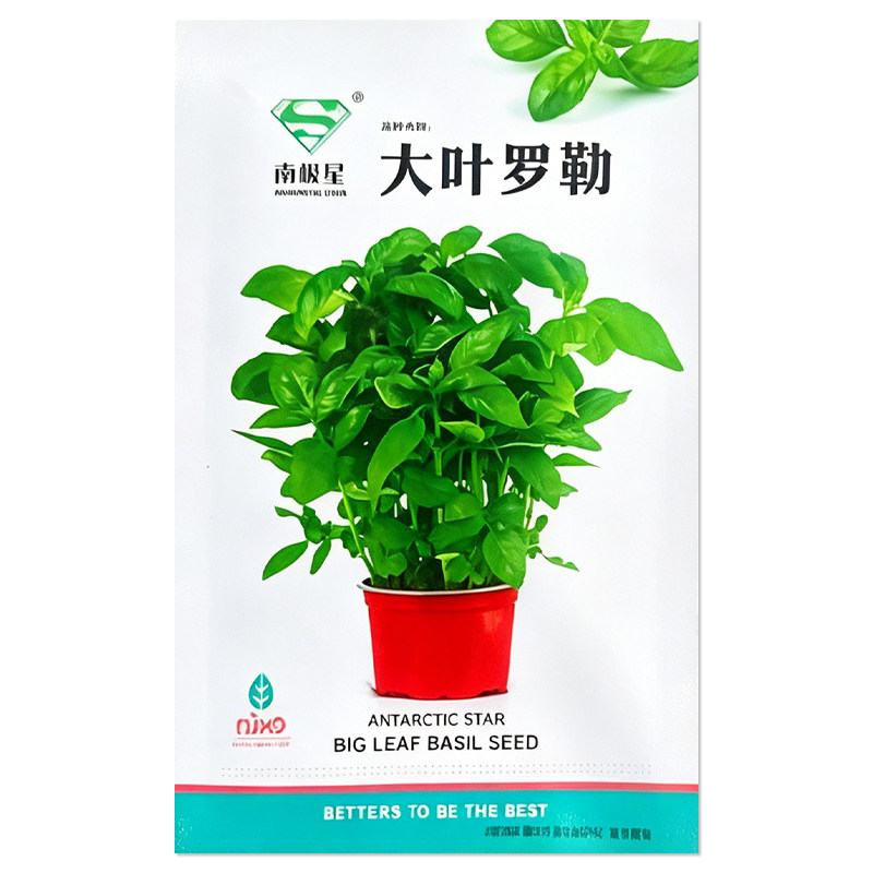 大叶罗勒种子食用观赏