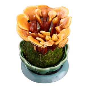 灵芝苔藓球盆景摆件真灵芝活苗盆栽室内桌面四季客厅绿植物好养活