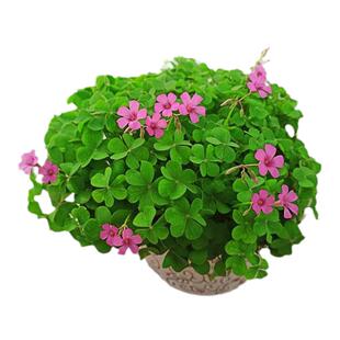 庭院常绿地被植物红花醡浆草三叶草苗紫叶醡浆草根块四季开花盆栽