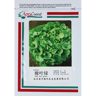 红罗莎红生菜王种子种籽高产四季蔬菜绿罗沙菜种孑菜籽紫生菜紫叶