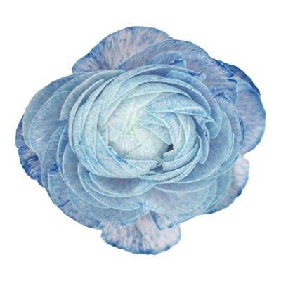 研花丫专用吸色剂洋牡丹花束diy吸染钻石蓝 康乃馨玫瑰花艺染色剂