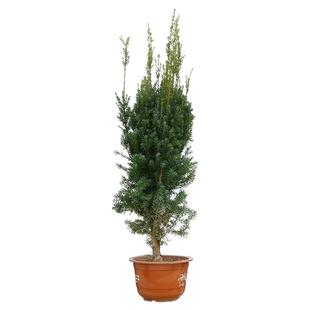 正宗曼地亚红豆杉树苗盆栽大树带果子绿植物花卉耐寒盆景室内好养