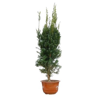 正宗曼地亚红豆杉树苗盆栽大树带果子绿植物花卉耐寒盆景室内好养